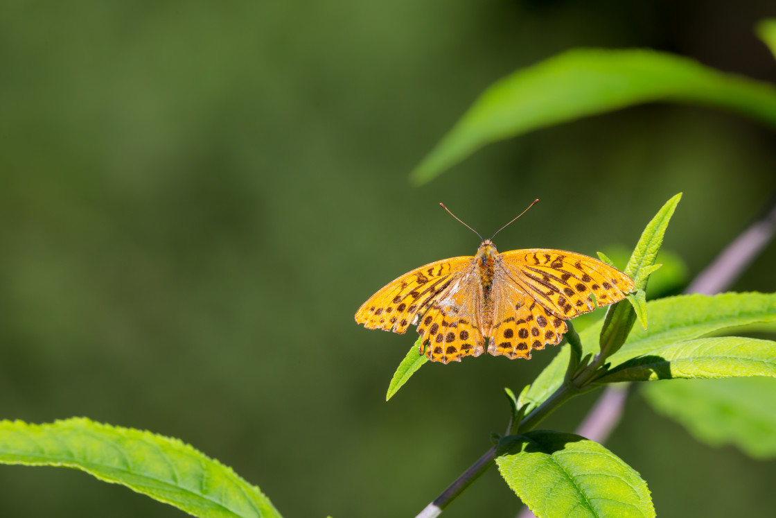 "Silver-washed Fritillary Butterfly" stock image