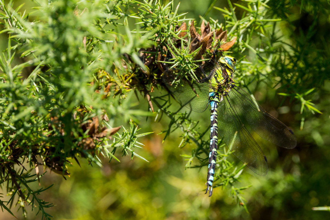 "Male Southern Hawker Dragonfly" by Gordon England - $12.55 "Male Southern Hawker Dragonfly" stock image