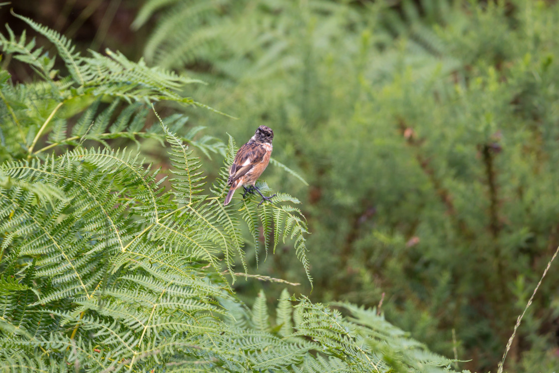 "Stonechat" by Gordon England - $12.56 "Stonechat" stock image