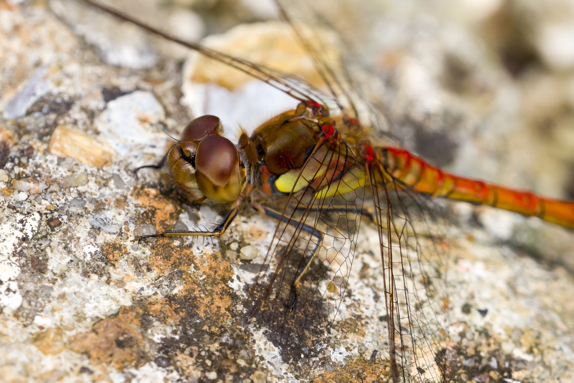 "Common Darter" stock image