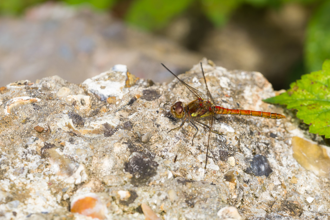 "Common Darter" stock image