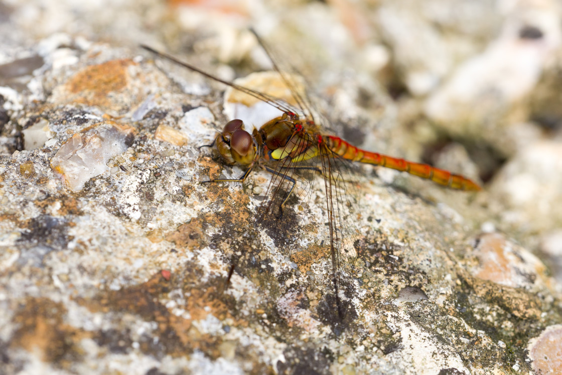 "Common Darter" stock image