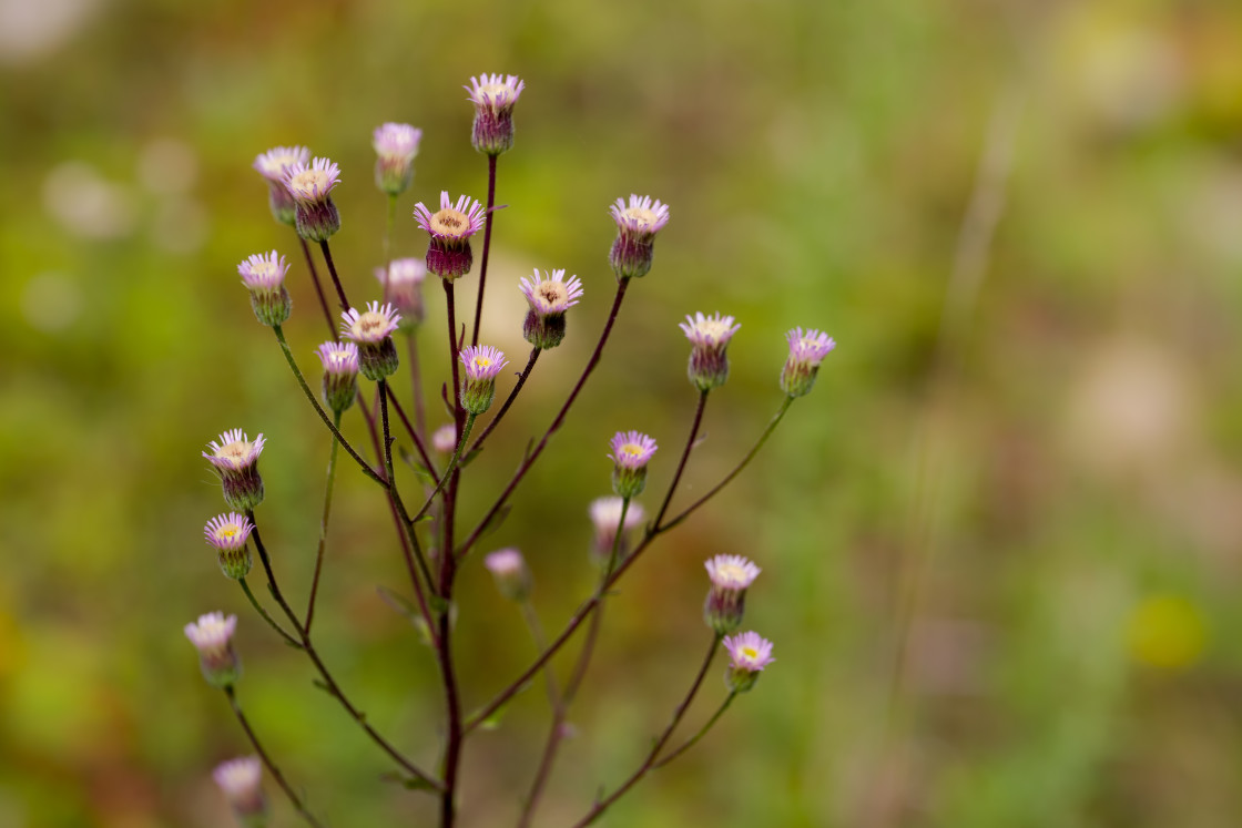 "Blue Fleabane" stock image