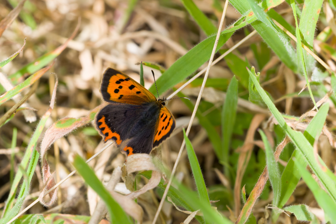 "Small Copper Butterfly" stock image