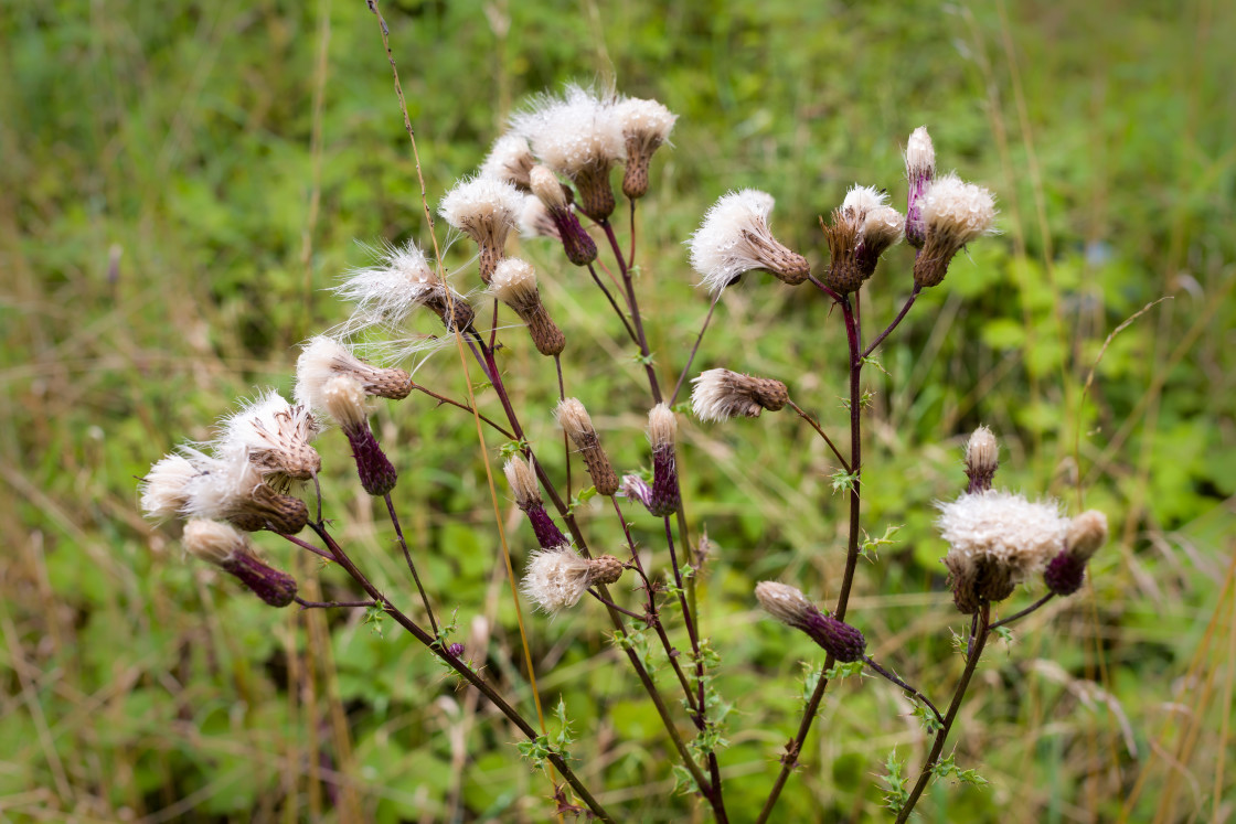 "Thistle Seed Heads" stock image