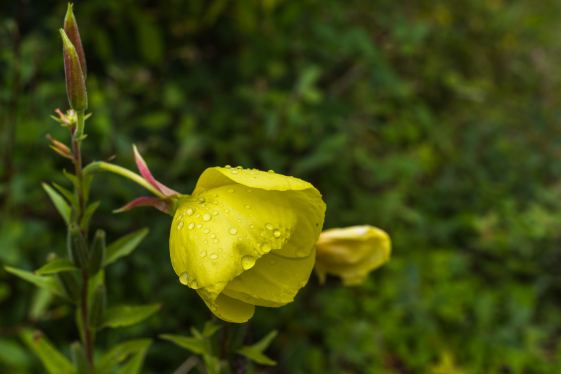 "Evening Primrose" stock image