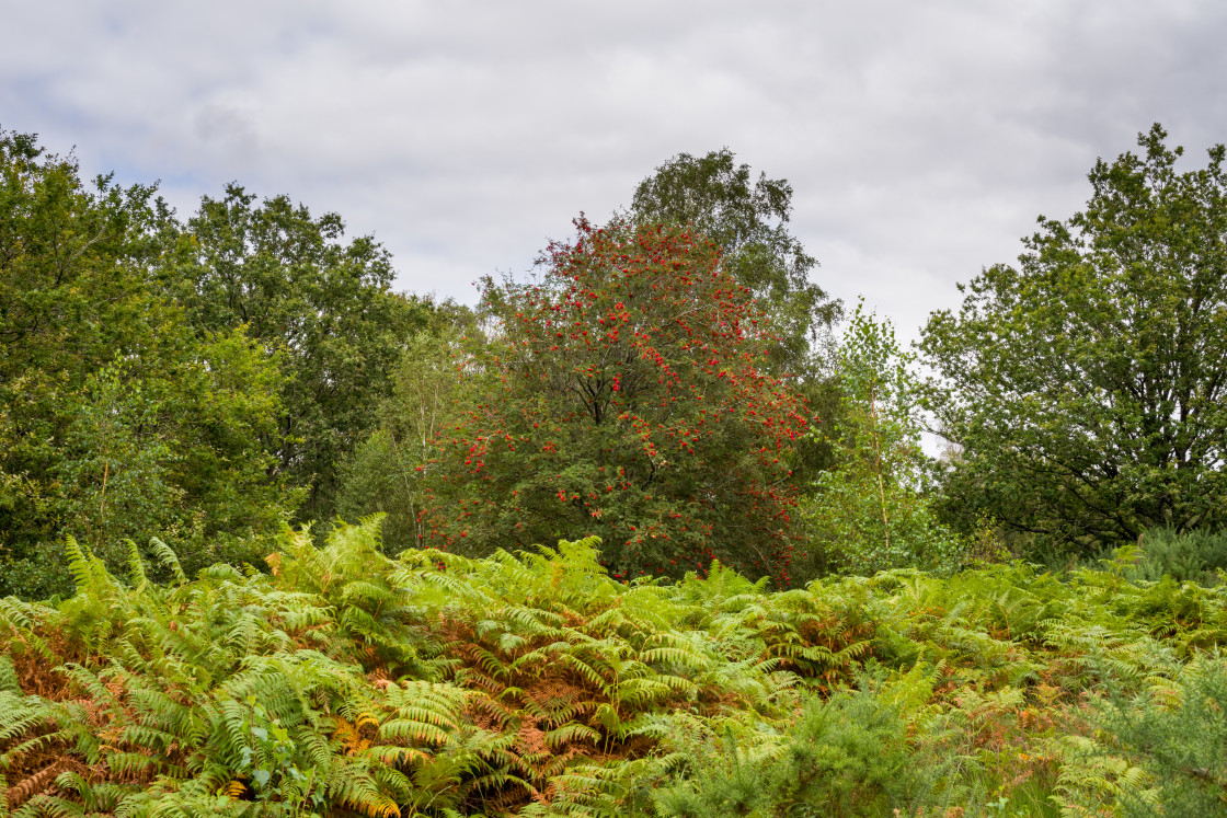 "Rowan Tree with Berries" stock image