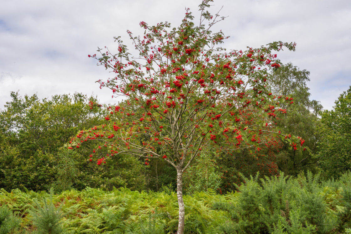 "Rowan Tree with Berries" stock image