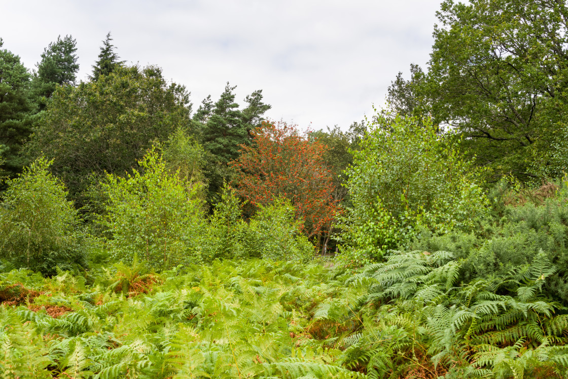 "Rowan Tree with Berries" stock image