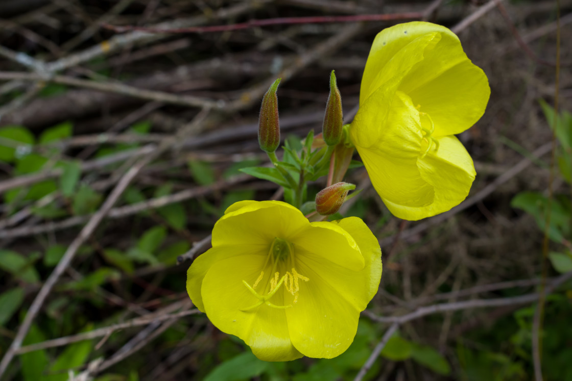 "Evening Primrose" by Gordon England - $12.19 "Evening Primrose" stock image