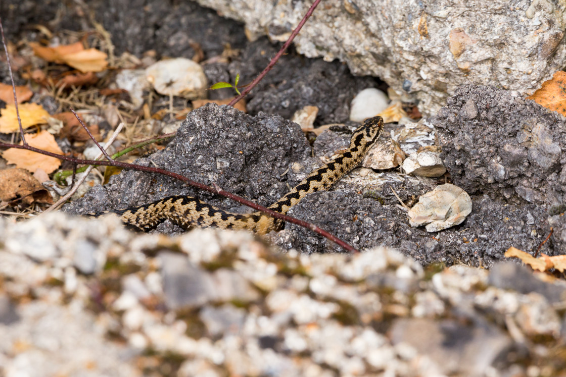 "Adder Male Snake" by Gordon England - $12.69 "Adder Male Snake" stock image