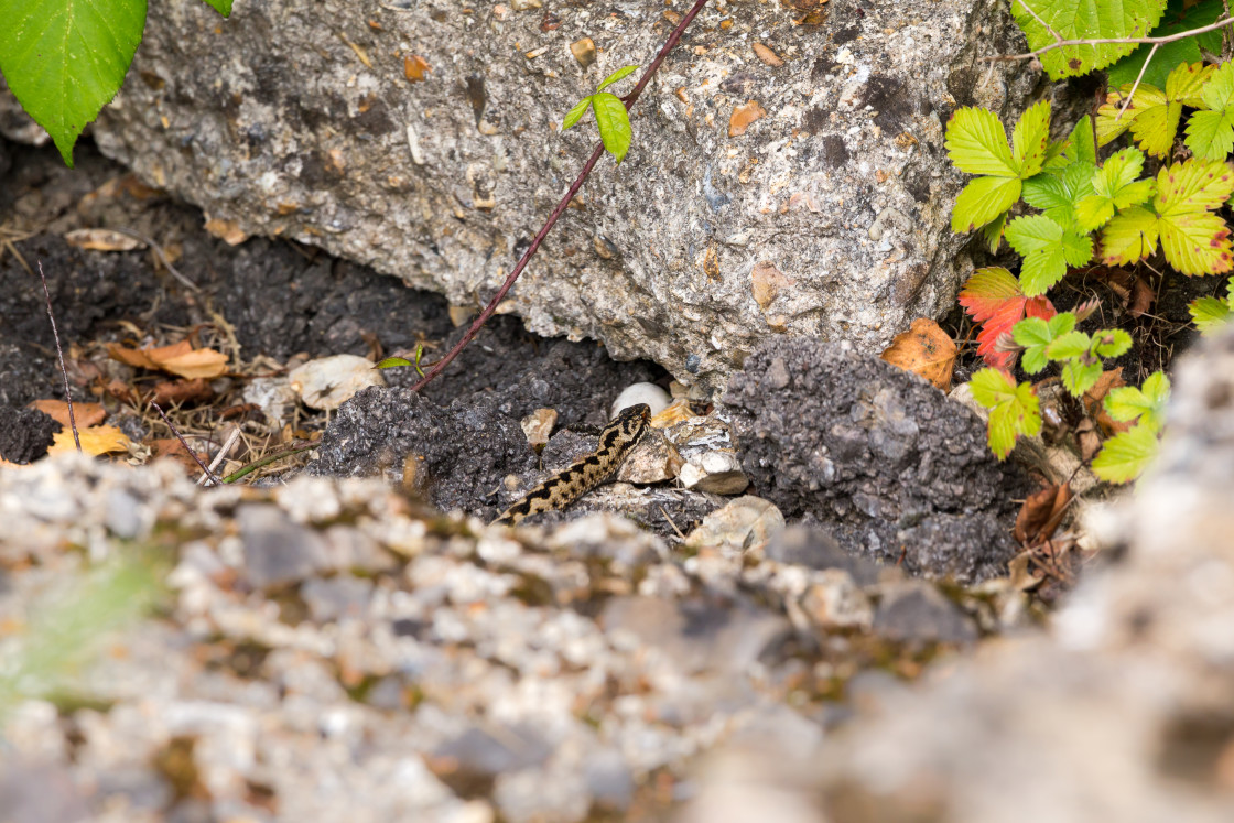 "Adder Male Snake" by Gordon England - $12.56 "Adder Male Snake" stock image
