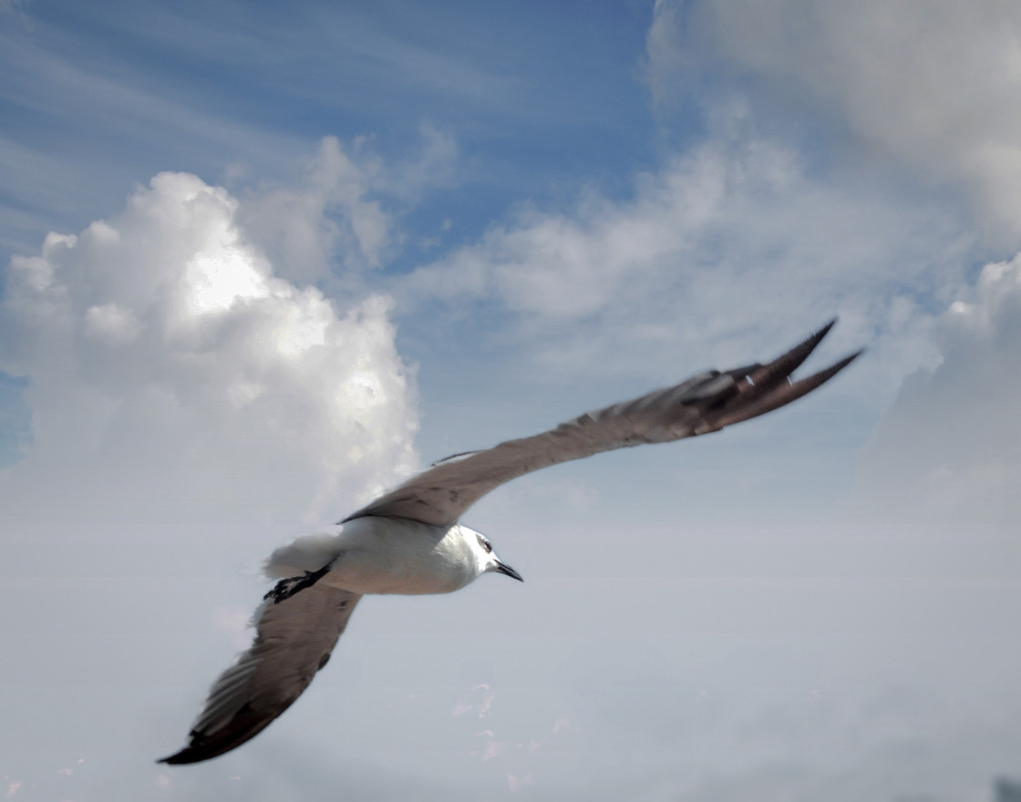 "Soaring Seagull" stock image