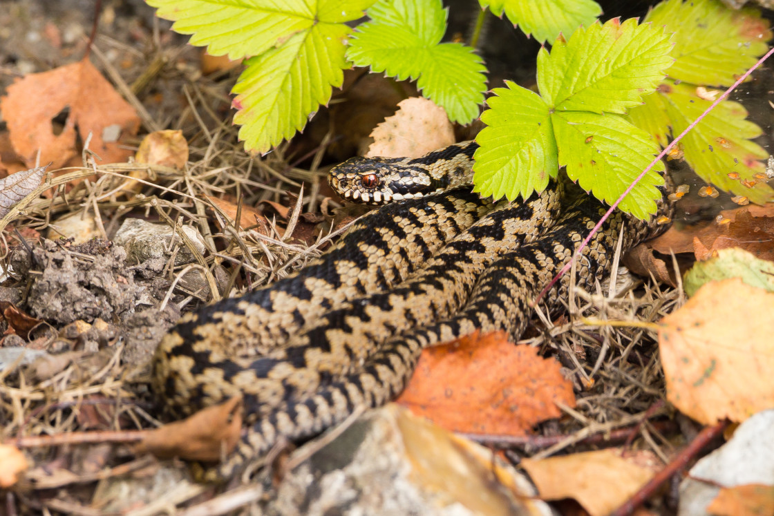 "Adder Male Snake" by Gordon England - $12.56 "Adder Male Snake" stock image