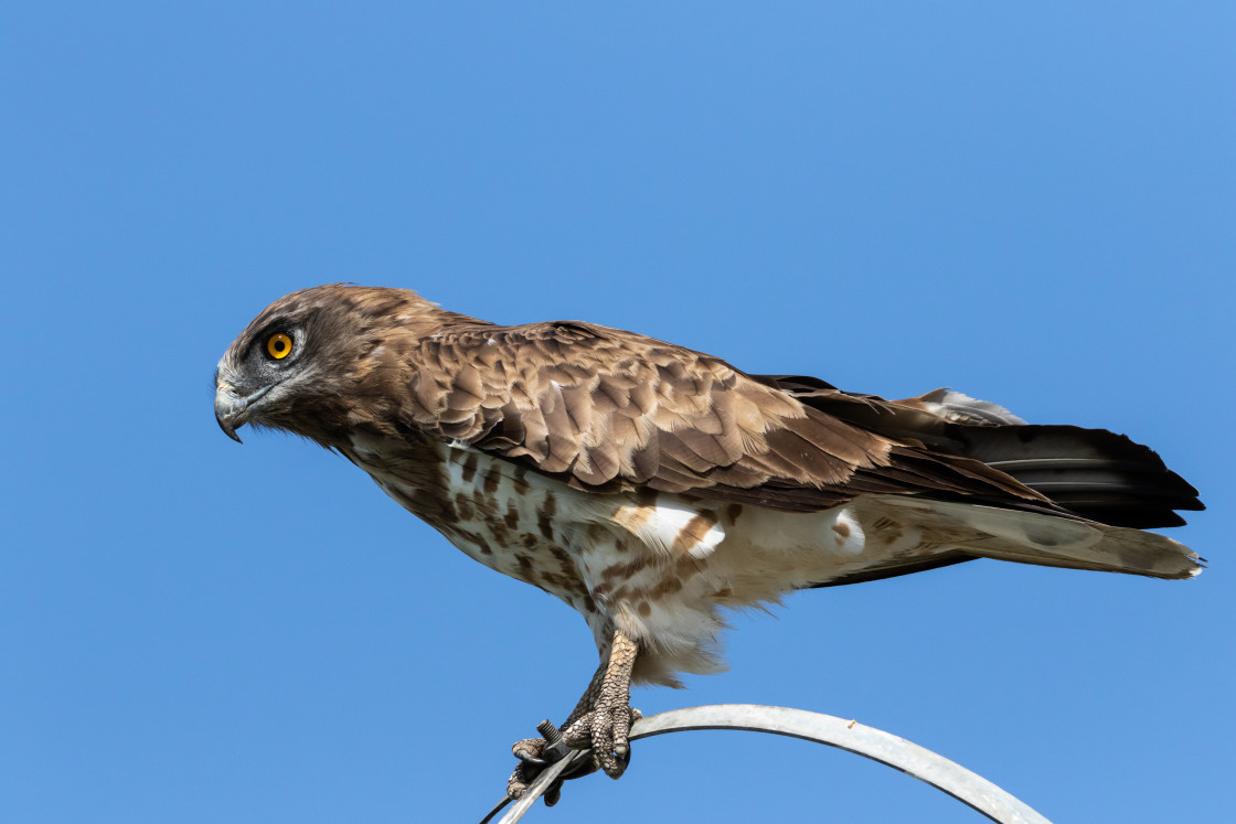 "Circaetus | Snakes Eagle" stock image