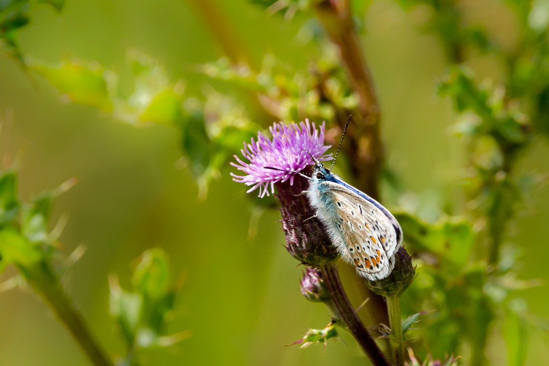 "Common Blue" by Gordon England - $12.71 "Common Blue" stock image