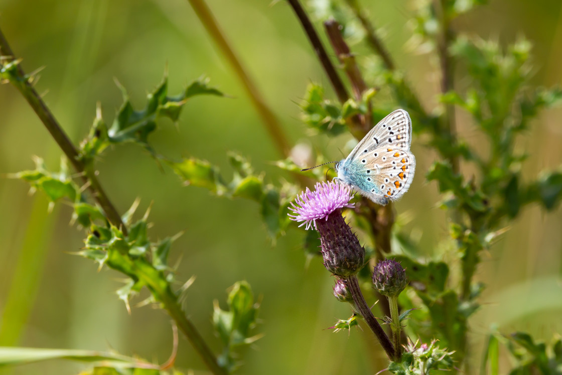 "Common Blue" stock image