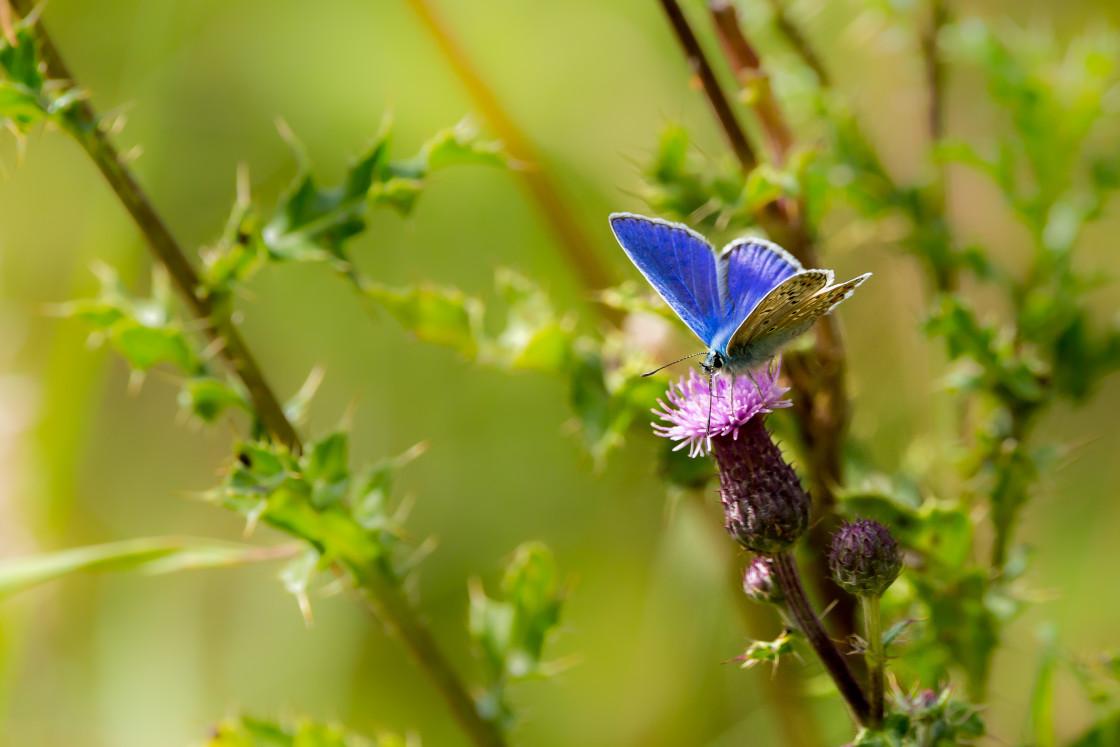 "Common Blue" stock image