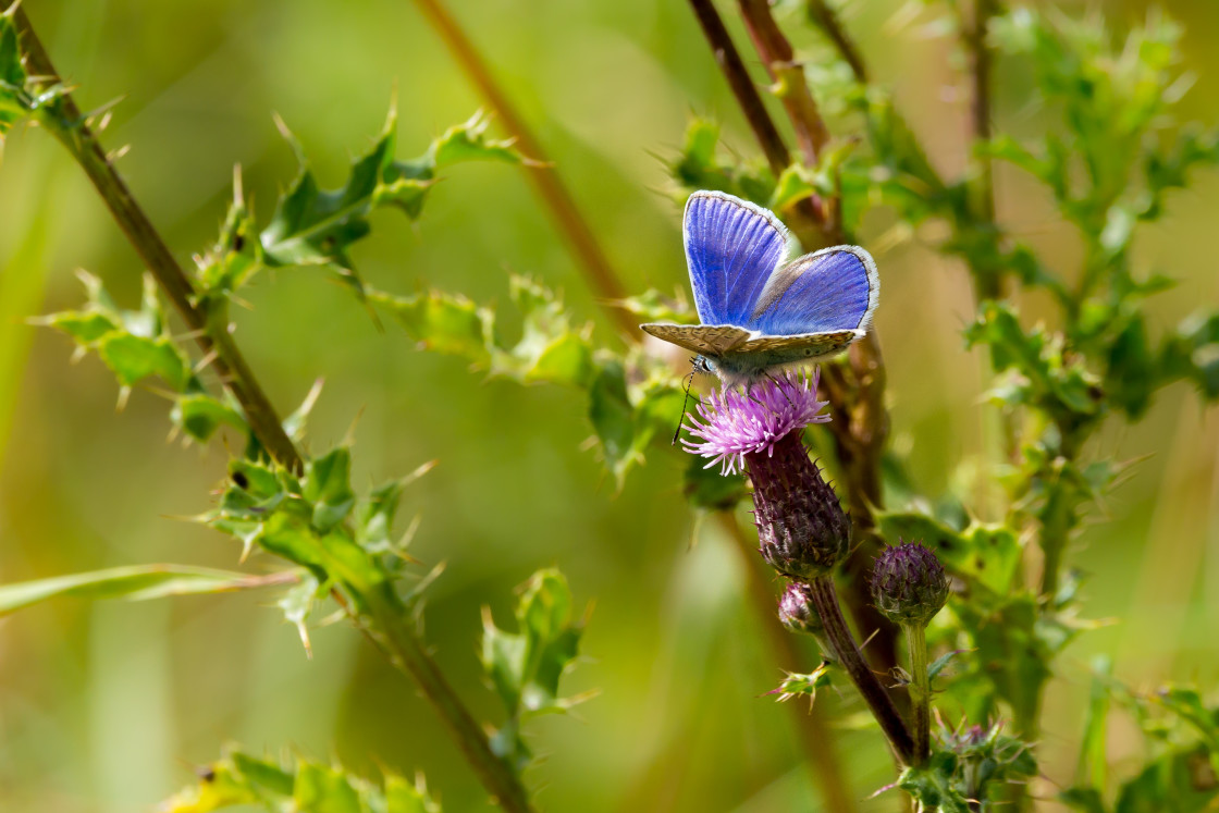 "Common Blue" stock image