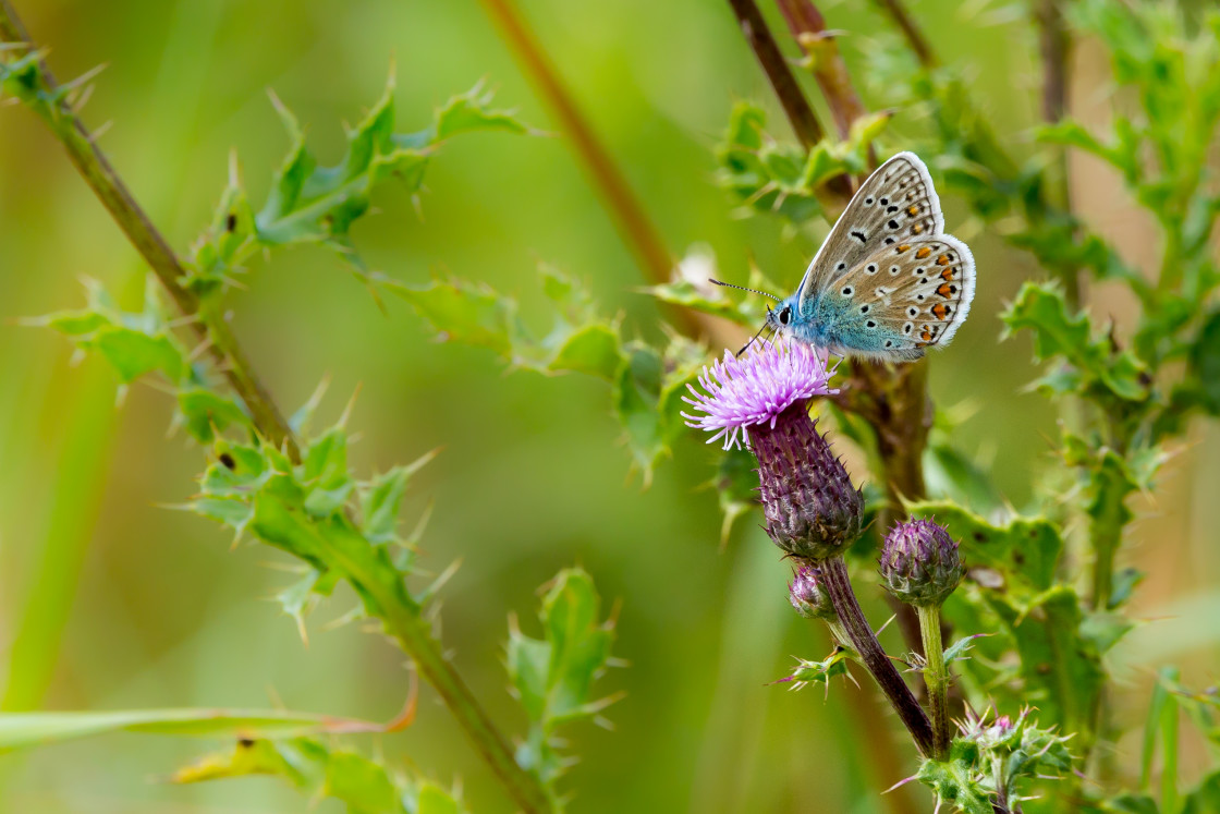 "Common Blue" stock image