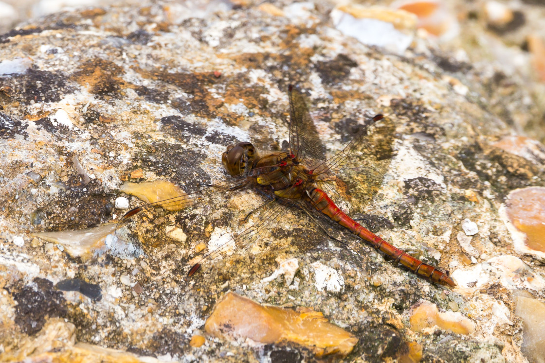 "Common Darter" by Gordon England - $12.56 "Common Darter" stock image