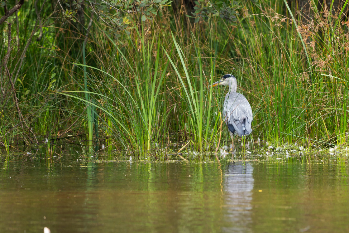 "Grey Heron" stock image