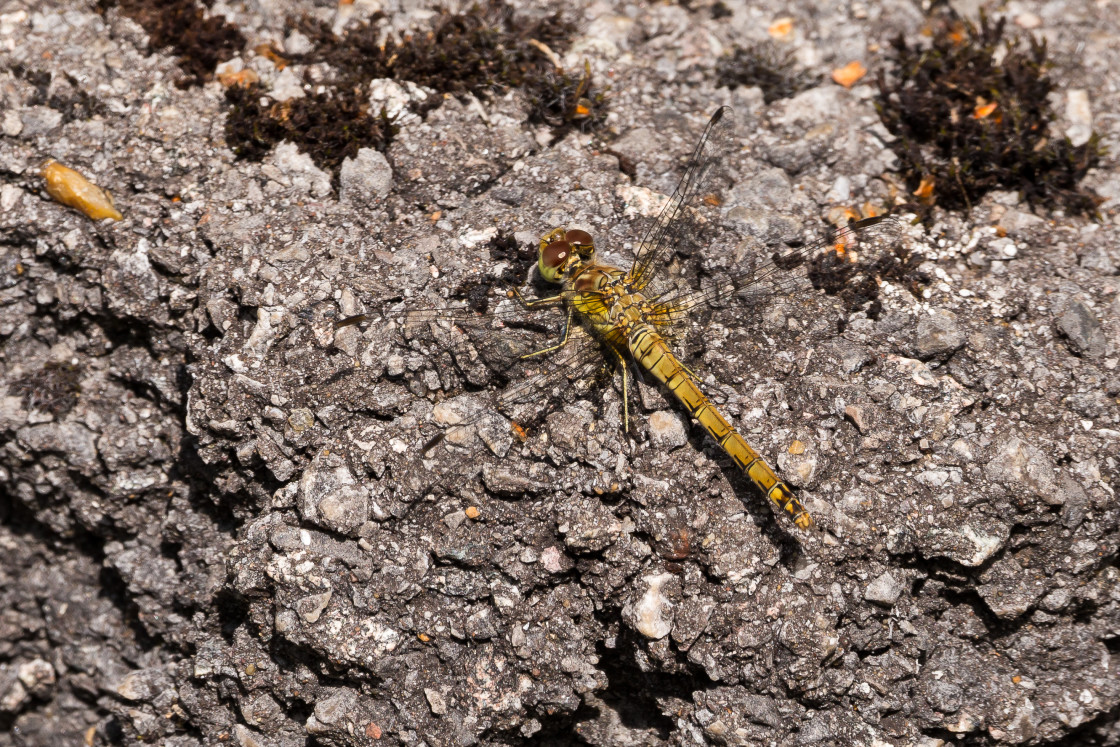 "Common Darter" stock image