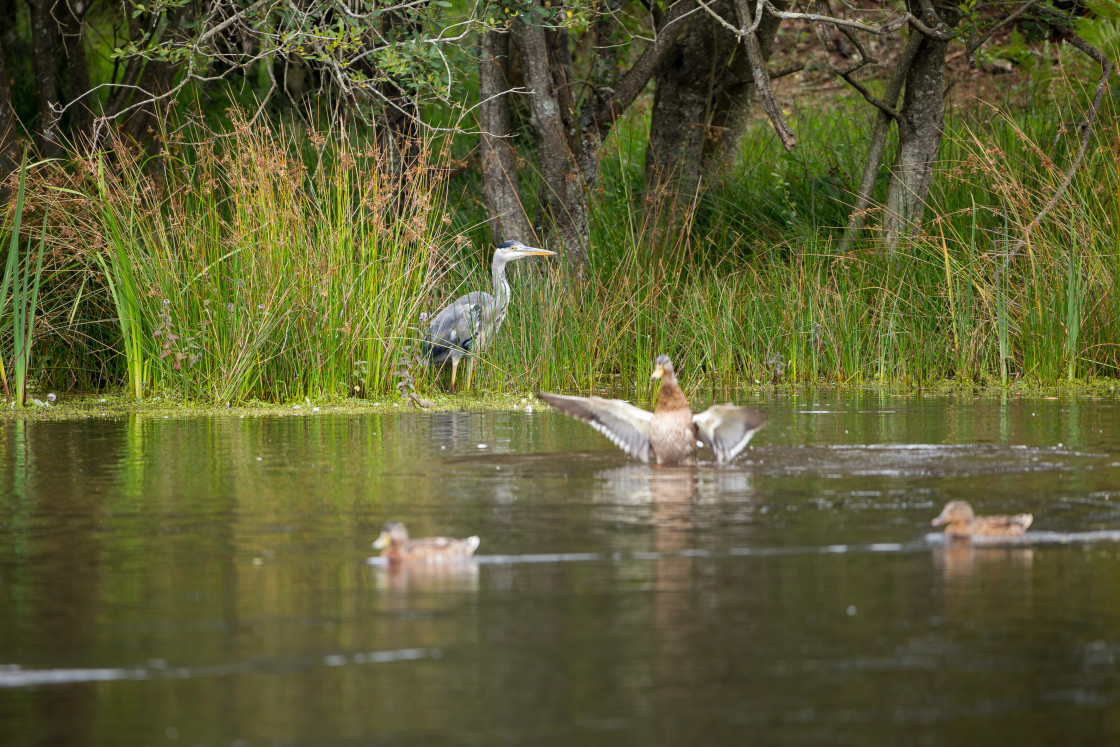 "Grey Heron" stock image