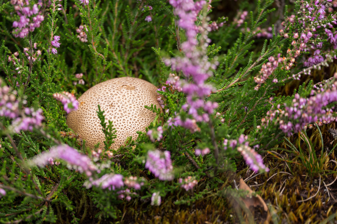 "Earthball Fungus and Heather" stock image