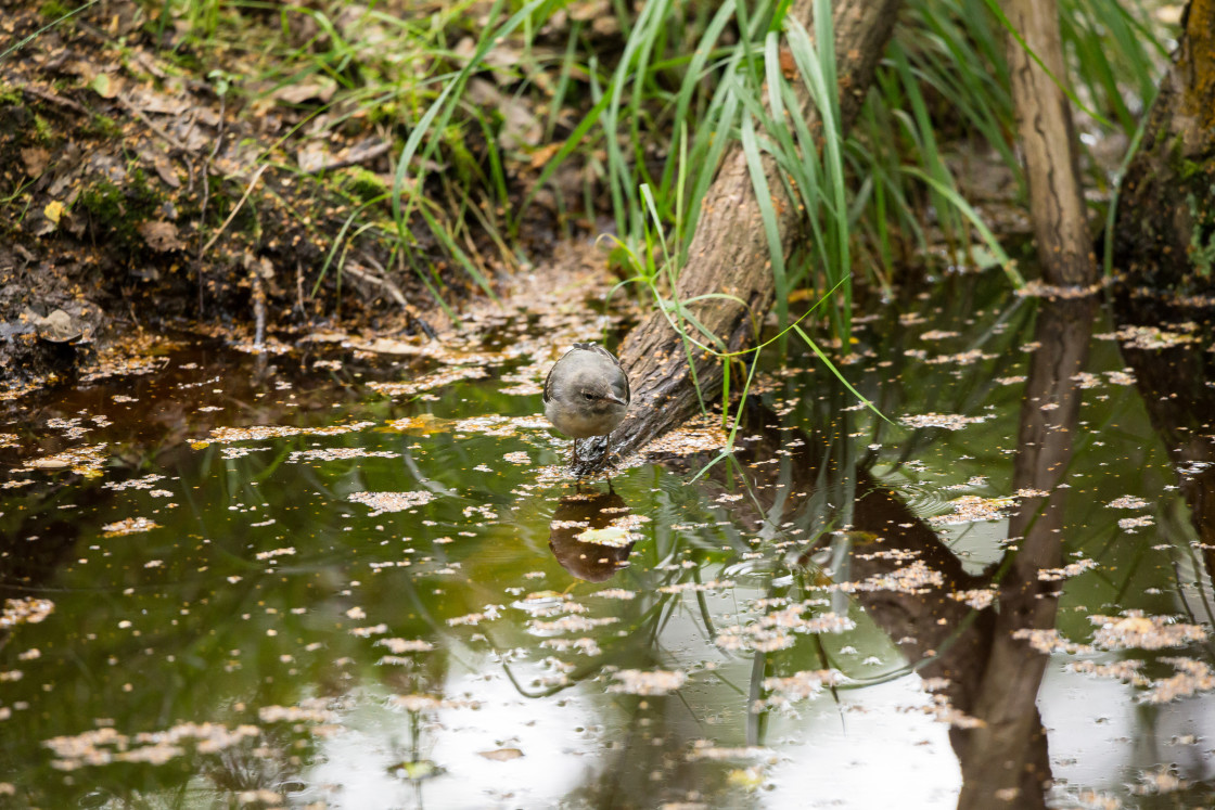 "Grey Wagtail Juvenile Bird" stock image