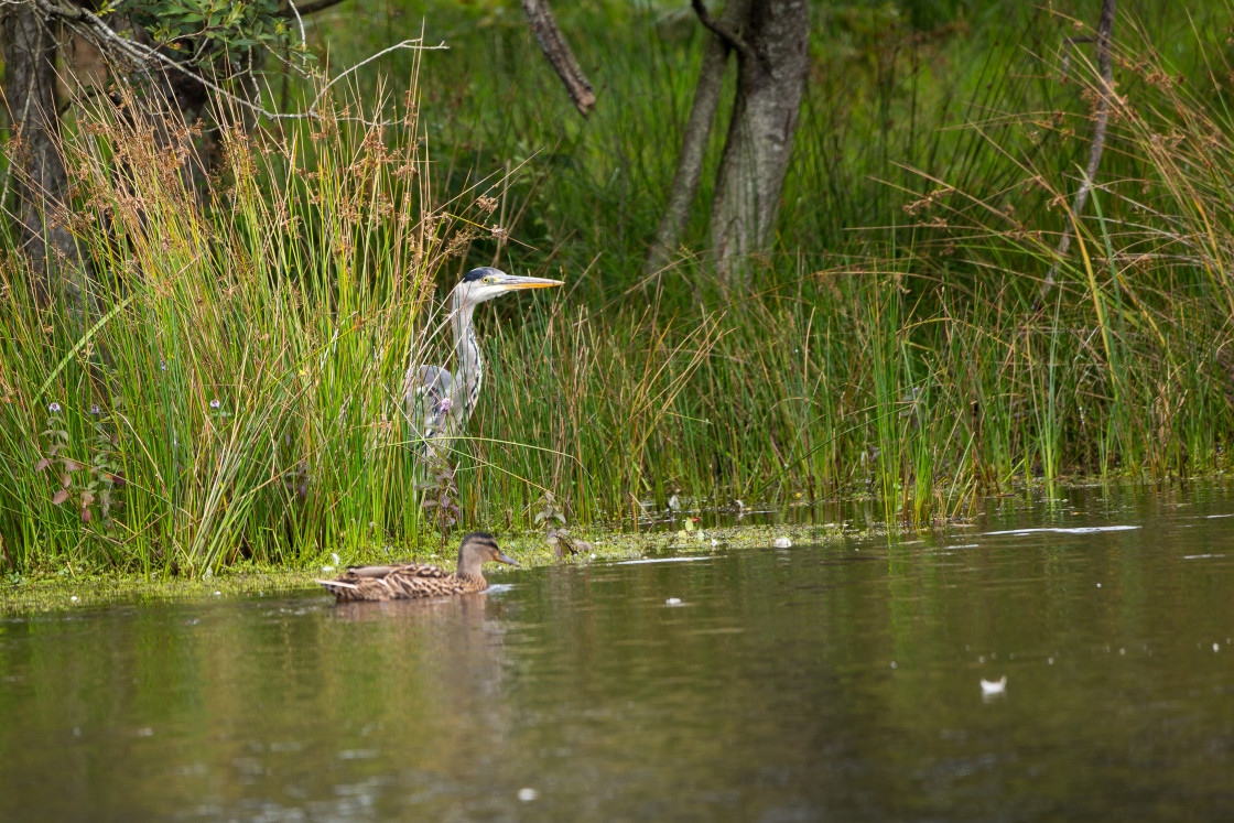 "Grey Heron" stock image