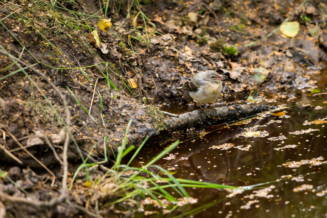 "Grey Wagtail Juvenile Bird" by Gordon England - $12.65 "Grey Wagtail Juvenile Bird" stock image