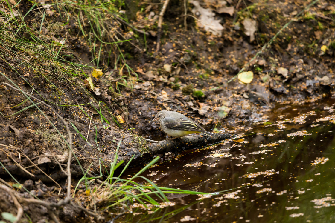 "Grey Wagtail Juvenile Bird" stock image