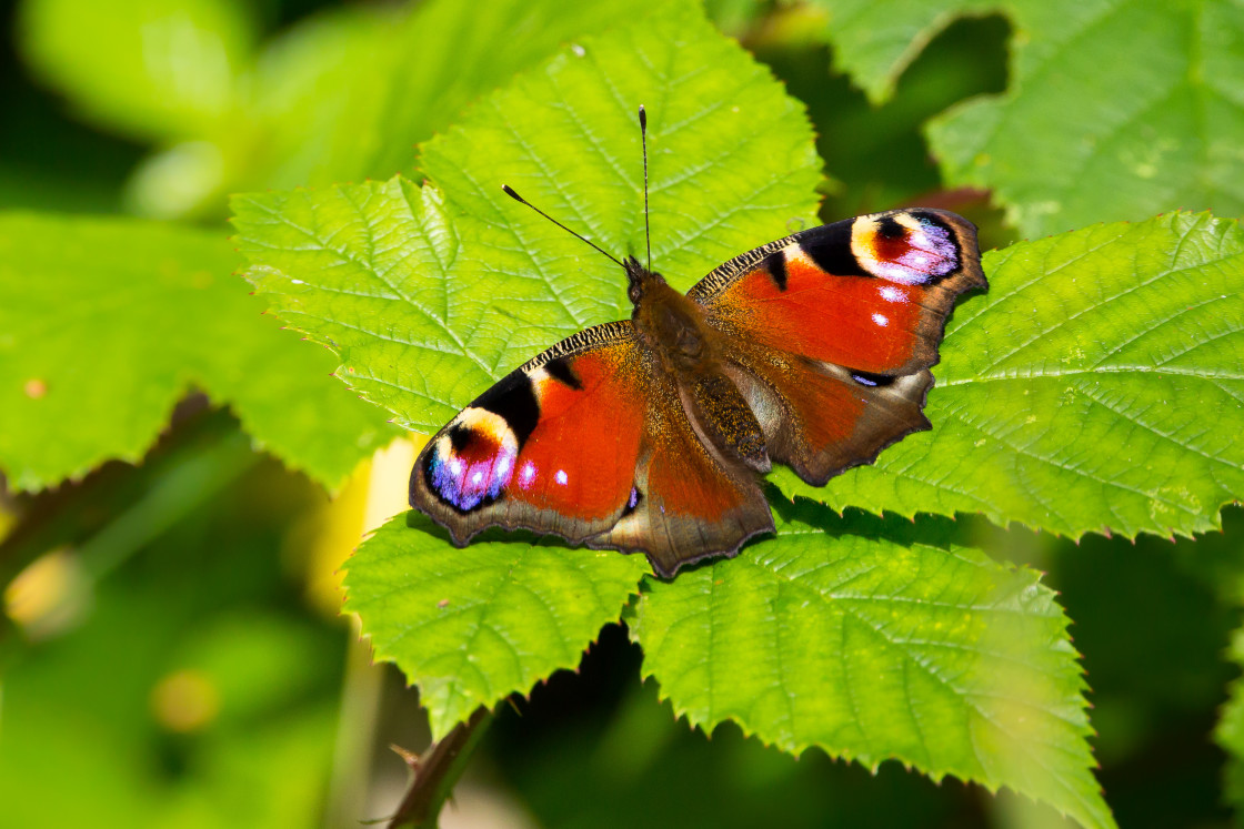 "Peacock Butterfly" stock image