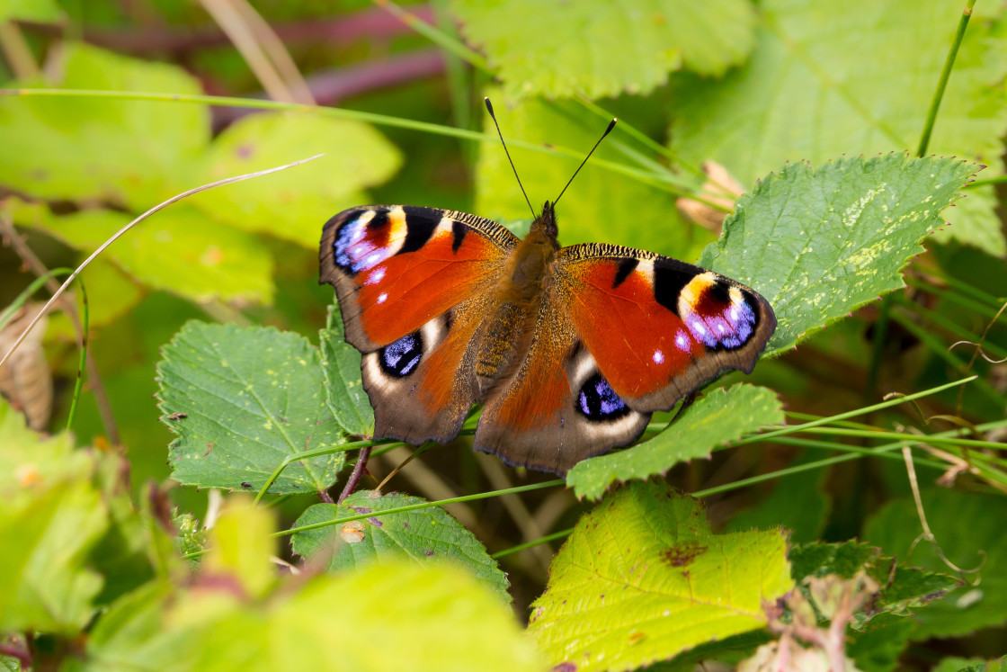 "Peacock Butterfly" stock image