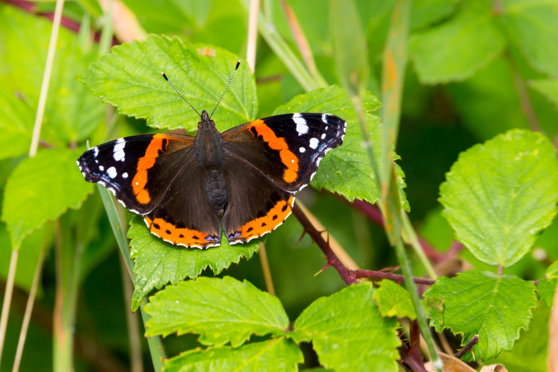 "Red Admiral" by Gordon England - $12.65 "Red Admiral" stock image