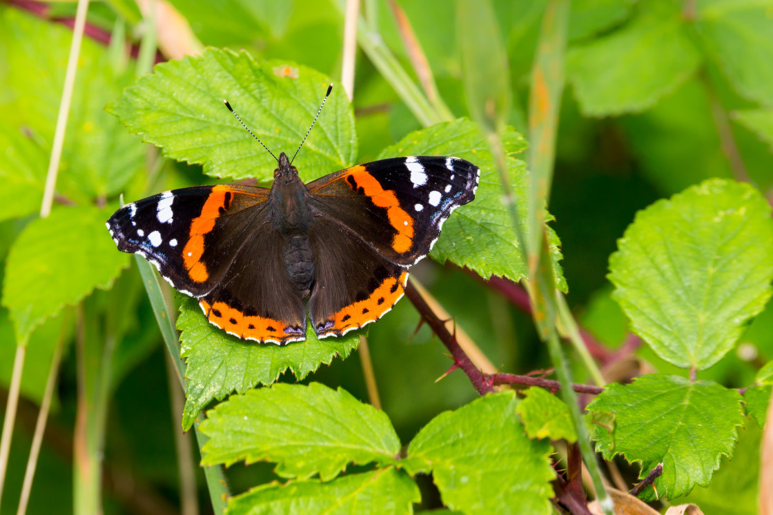 "Red Admiral" stock image