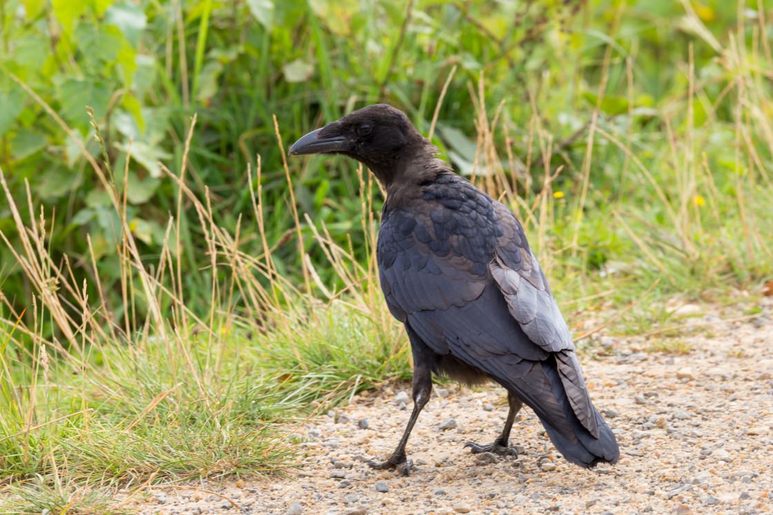 "Carrion Crow" stock image