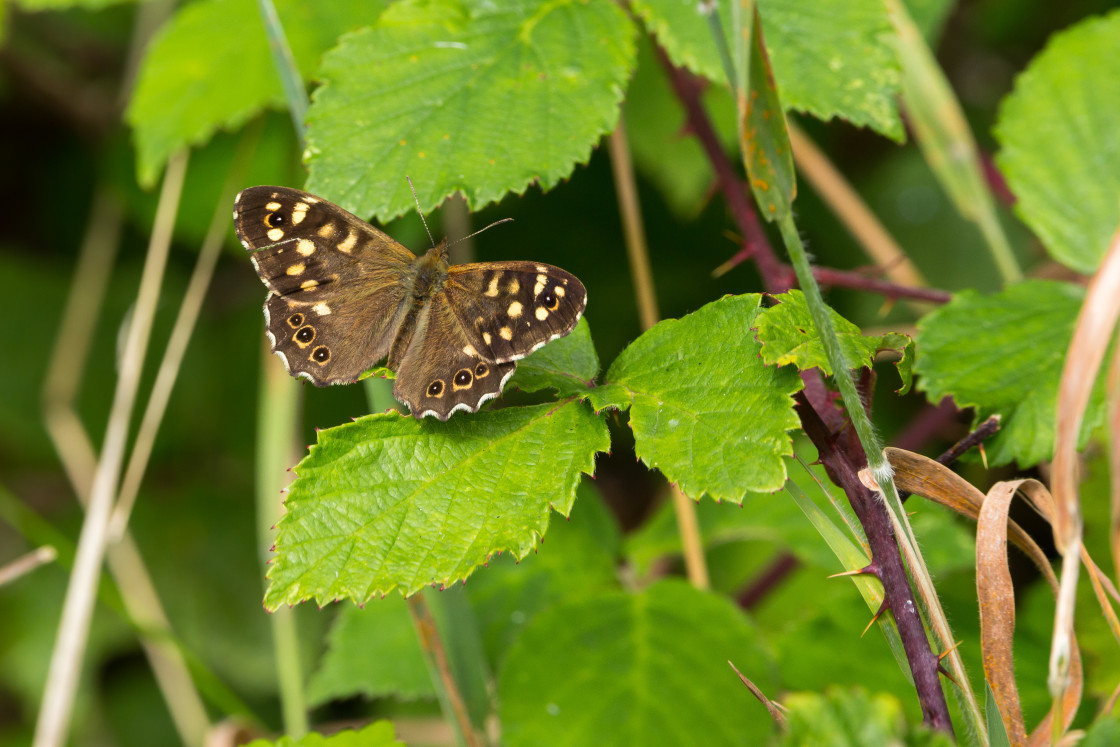 "Speckled Wood Butterfly" stock image