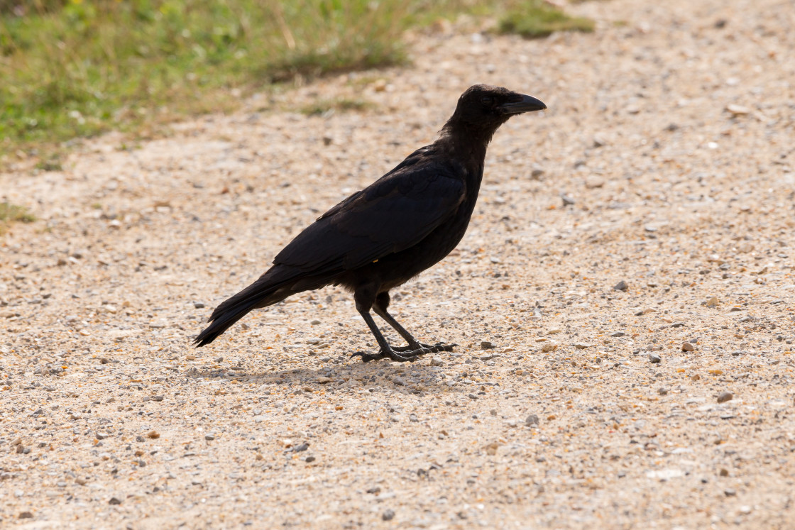 "Carrion Crow" stock image