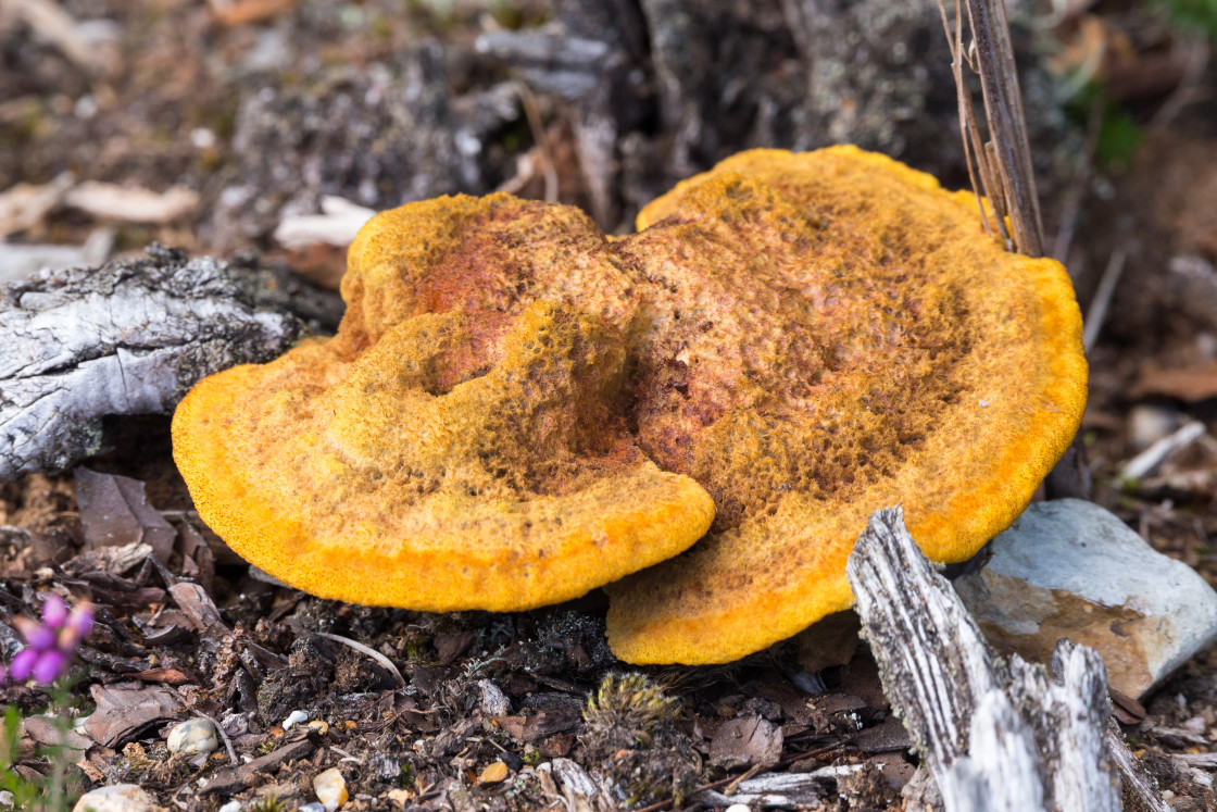 "Fungus" stock image