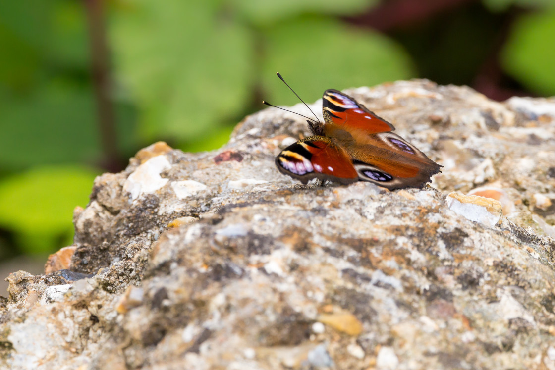 "Peacock Butterfly" by Gordon England - $12.63 "Peacock Butterfly" stock image