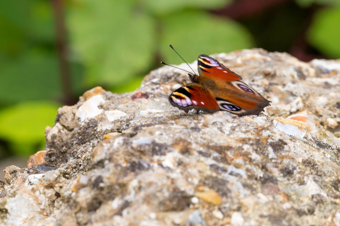 "Peacock Butterfly" stock image