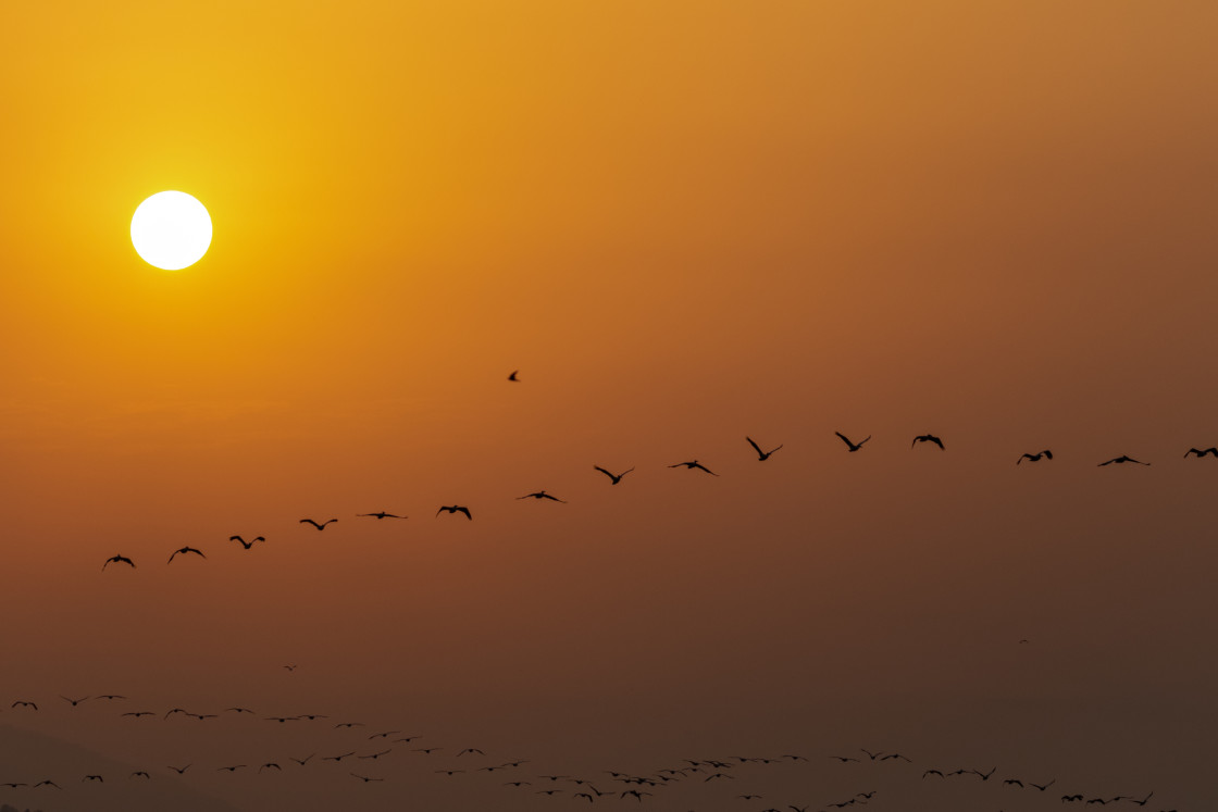 "Pelicans..!" stock image