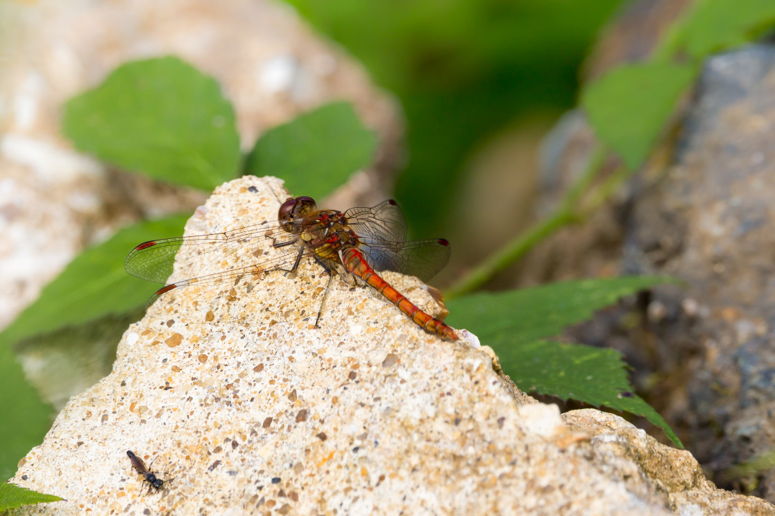 "Common Darter" stock image