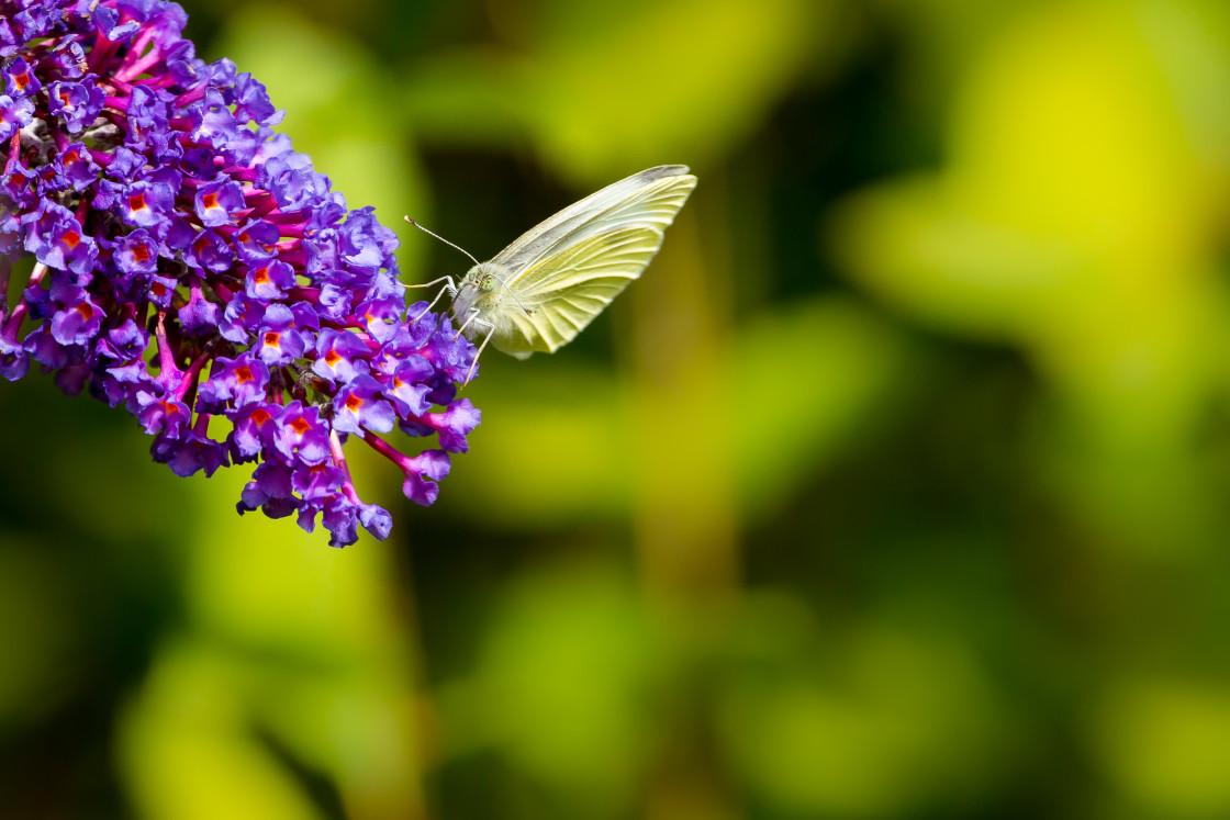 "Small White Butterfly" stock image