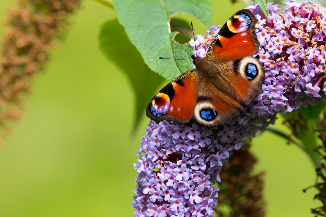 "Peacock Butterfly" stock image