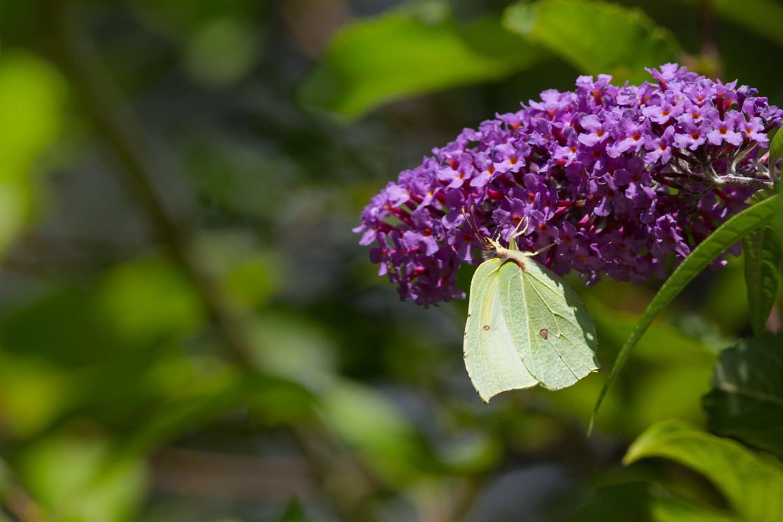 "Brimstone Butterfly" stock image