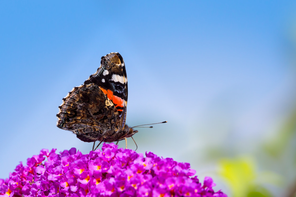 "Red Admiral Butterfly" stock image