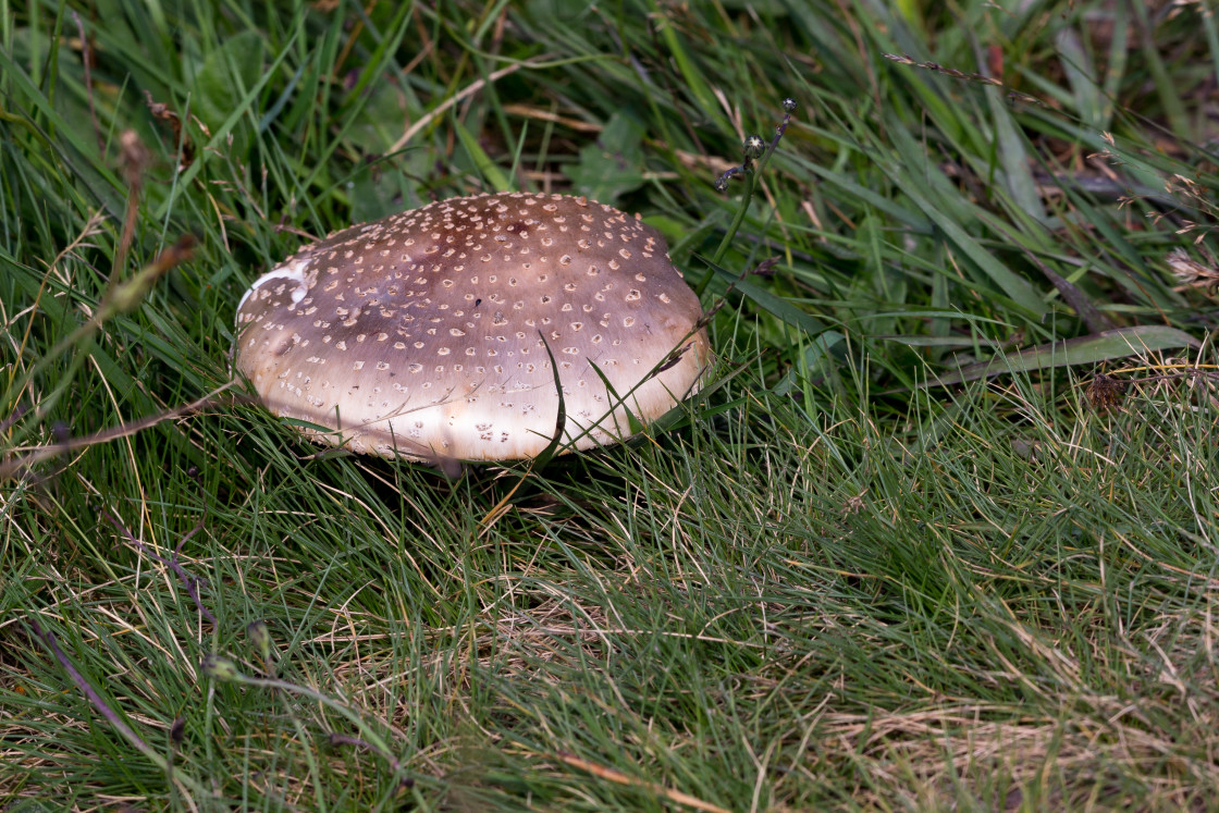 "Mushroom" stock image